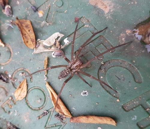 Eratigena sp.